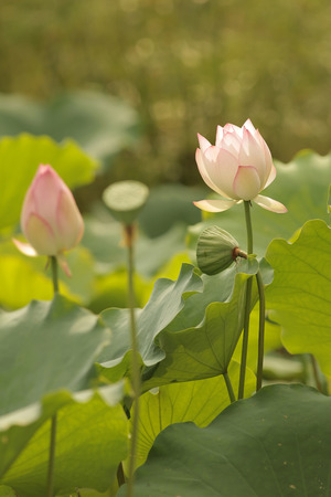 Lotus flowerの写真素材