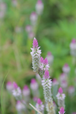 plantsの写真素材