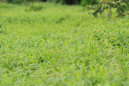 grass