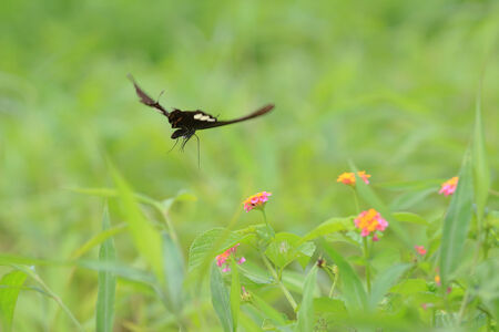 Swallowtail butterfliesの写真素材