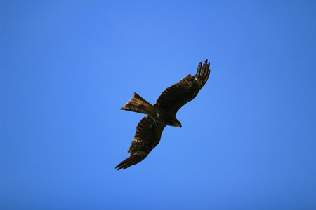 eagleの写真素材