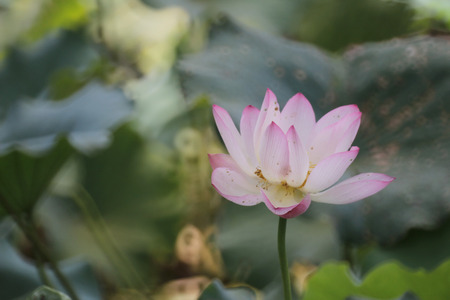 Lotus flowerの写真素材