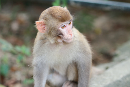 A silly albino macaque in Hong Kong