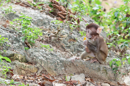 baby monkey
