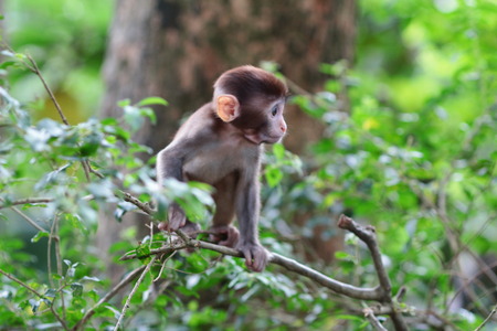 A silly albino macaque in Hong Kong