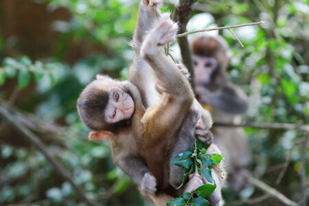 Monkeys checking for fleas and ticks in the family.