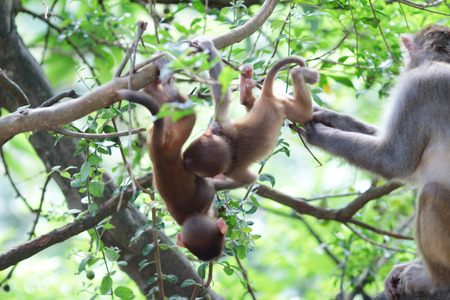 monkey  in Kam Shan Country Park, Kowloon, Hong Kong