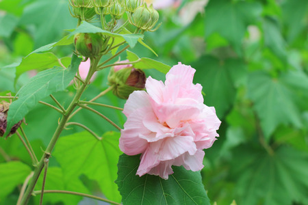 Hibiscus mutabilisの写真素材