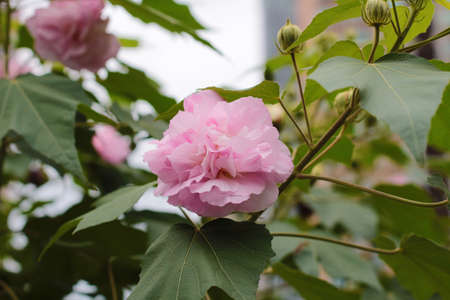 Hibiscus mutabilisの写真素材