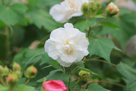 Hibiscus mutabilisの写真素材