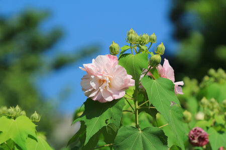Confederate rose flowerの写真素材