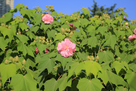 Hibiscus mutabilisの写真素材