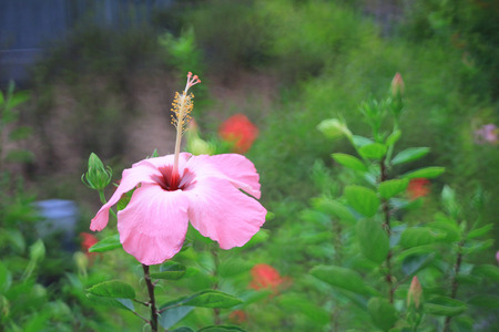 Hibiscus Flowerの写真素材