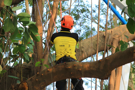 tree climber hangingのeditorial素材