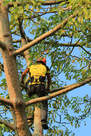 tree climber hangingのeditorial素材