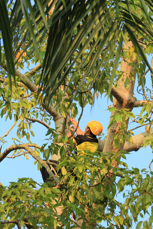 tree climber hangingのeditorial素材