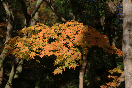 Minoh in autumn, Osaka, Japanの写真素材