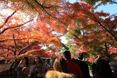 Japanese garden of Eikando Zenrinji temple in autumn, Kyoto, Japan.のeditorial素材