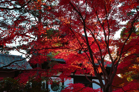 fall season in japan