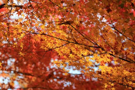 japanese red maple tree background during fall season, Kyoto, Japan