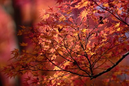 japanese red maple tree background during fall season, Kyoto, Japan