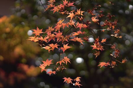 fall season at Kyoto temple