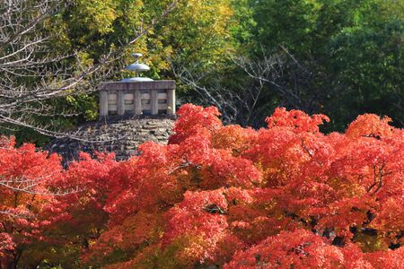 japanese red maple tree background during fall season, Kyoto, Japanの写真素材