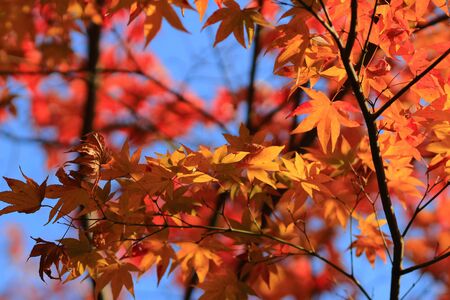 japanese red maple tree background during fall season, Kyoto, Japan