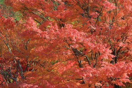 japanese red maple tree background during fall season, Kyoto, Japan