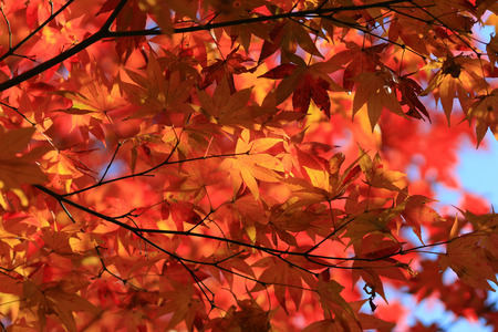 japanese red maple tree background during fall season, Kyoto, Japan