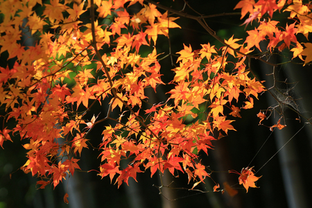 beautiful maple leavesの写真素材