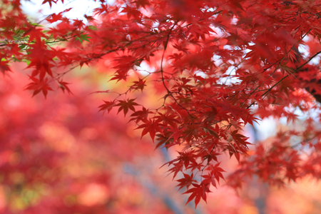 beautiful maple leavesの写真素材