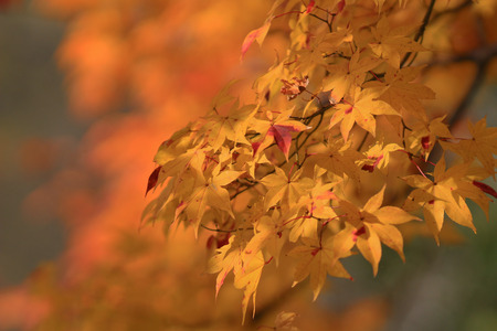 beautiful maple leavesの写真素材