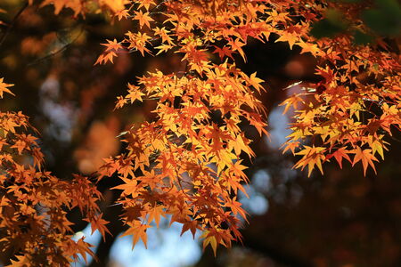 Autumn Japanese garden with mapleの写真素材