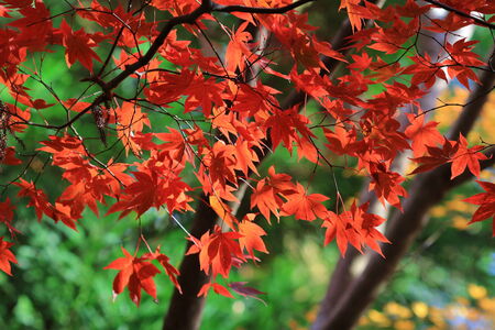 Autumn Japanese garden with mapleの写真素材