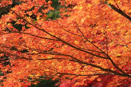 beautiful maple leavesの写真素材
