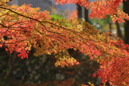 red maple leave at japanの写真素材