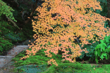 beautiful maple leaves