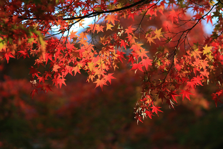beautiful maple leavesの写真素材