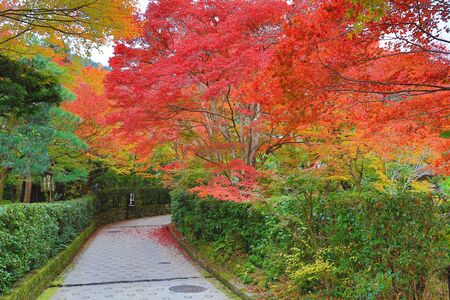 fall at japan