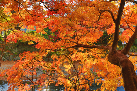 Fall. Autumn at Yasehieizanguchiの写真素材