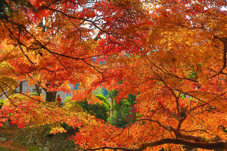 Fall. Autumn at Yasehieizanguchiの写真素材