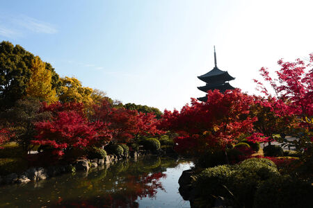 To-ji Pagoda in Kyoto, Japan during the fall season.のeditorial素材