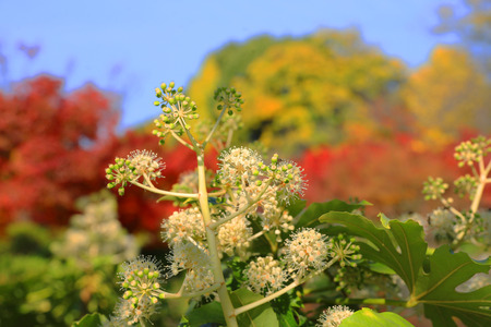 To-ji Pagoda in Kyoto, Japan during the fall season.の写真素材