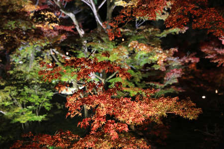 Nikko, Japan at Shoyo-en garden in the autumn.の写真素材