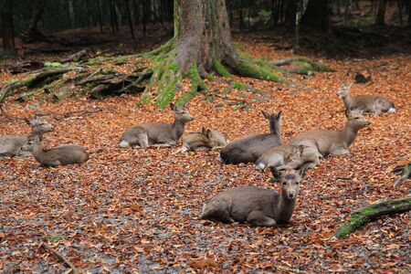 Holy Japanese deer in Nara national park in Autumnの写真素材