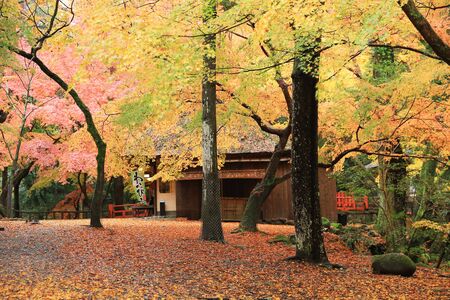 Nara Park in Nara, Japanのeditorial素材