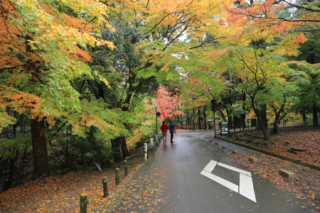 nara park, fallの写真素材