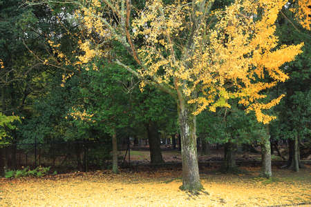 Autumn Laves at Hiroshima Central Park in Japan