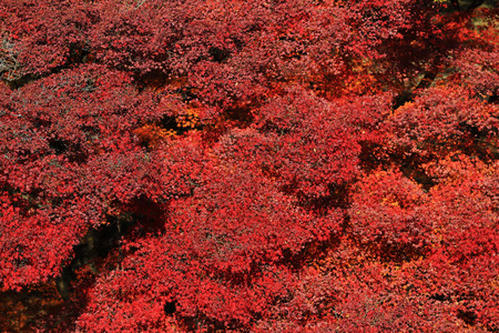 autumn fall AT KYOTOの写真素材